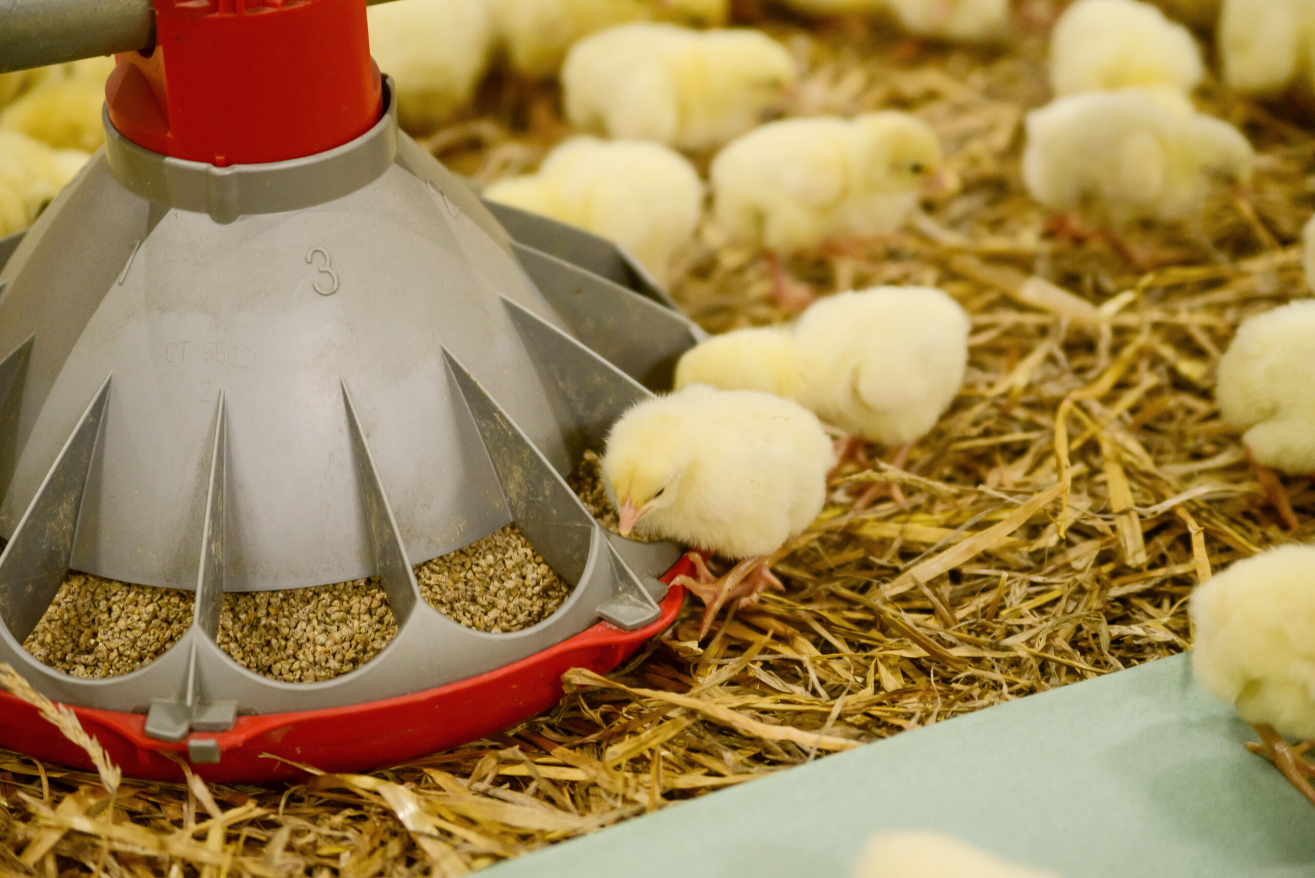 Accordion Image for Mobile