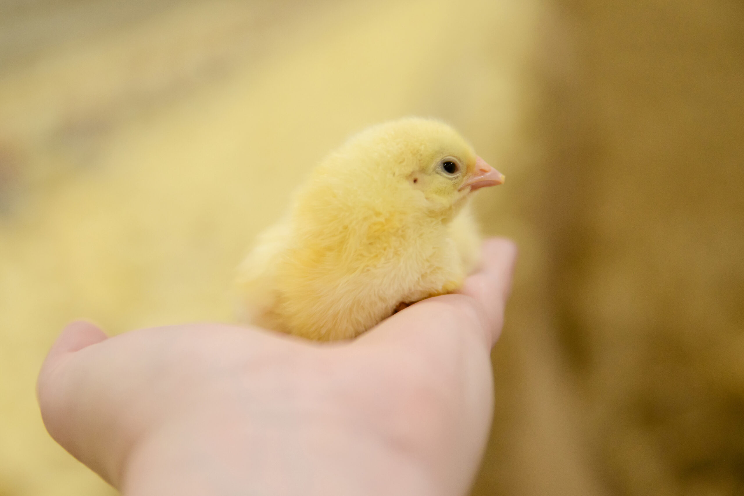 Accordion Image for Mobile