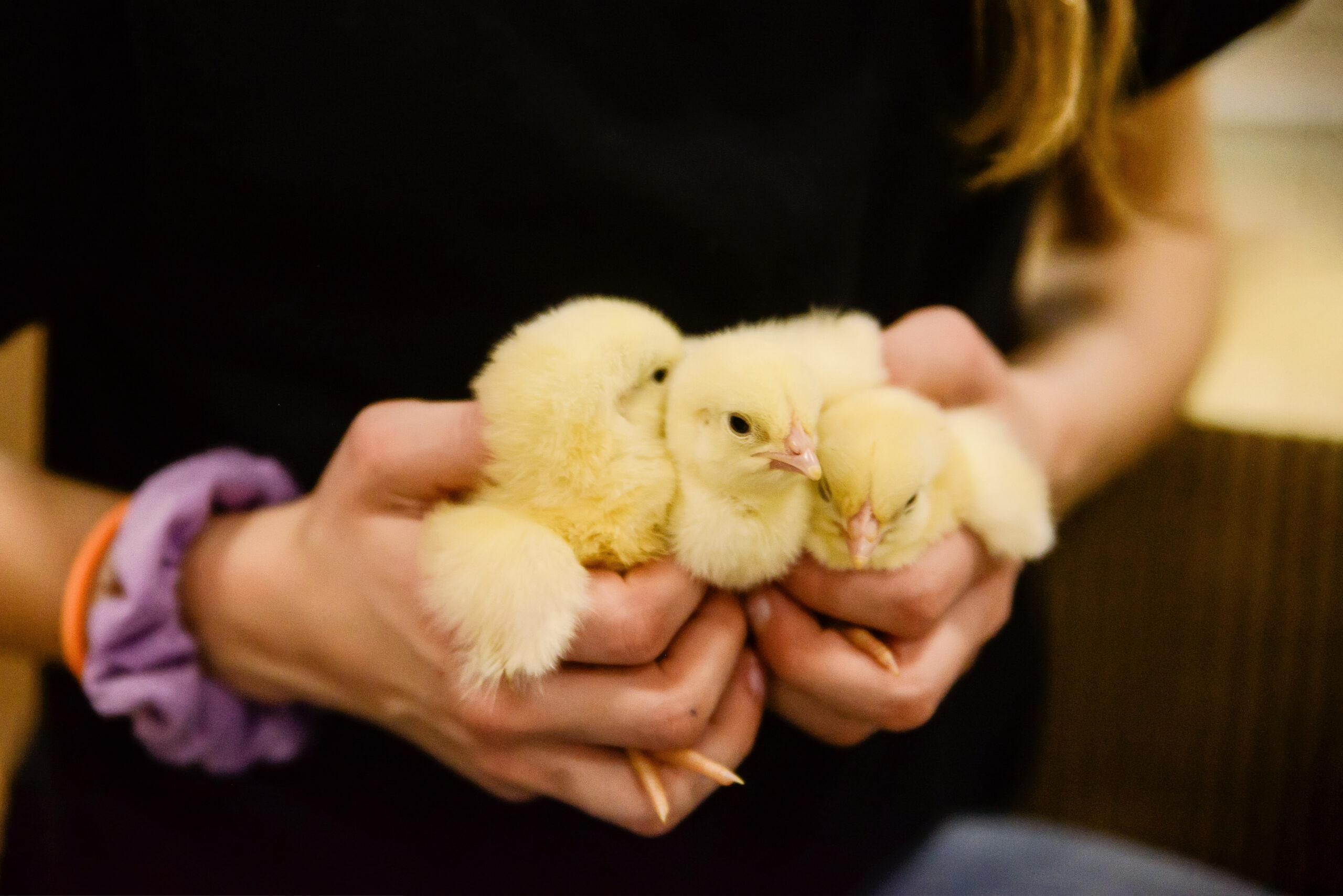 Accordion Image for Mobile