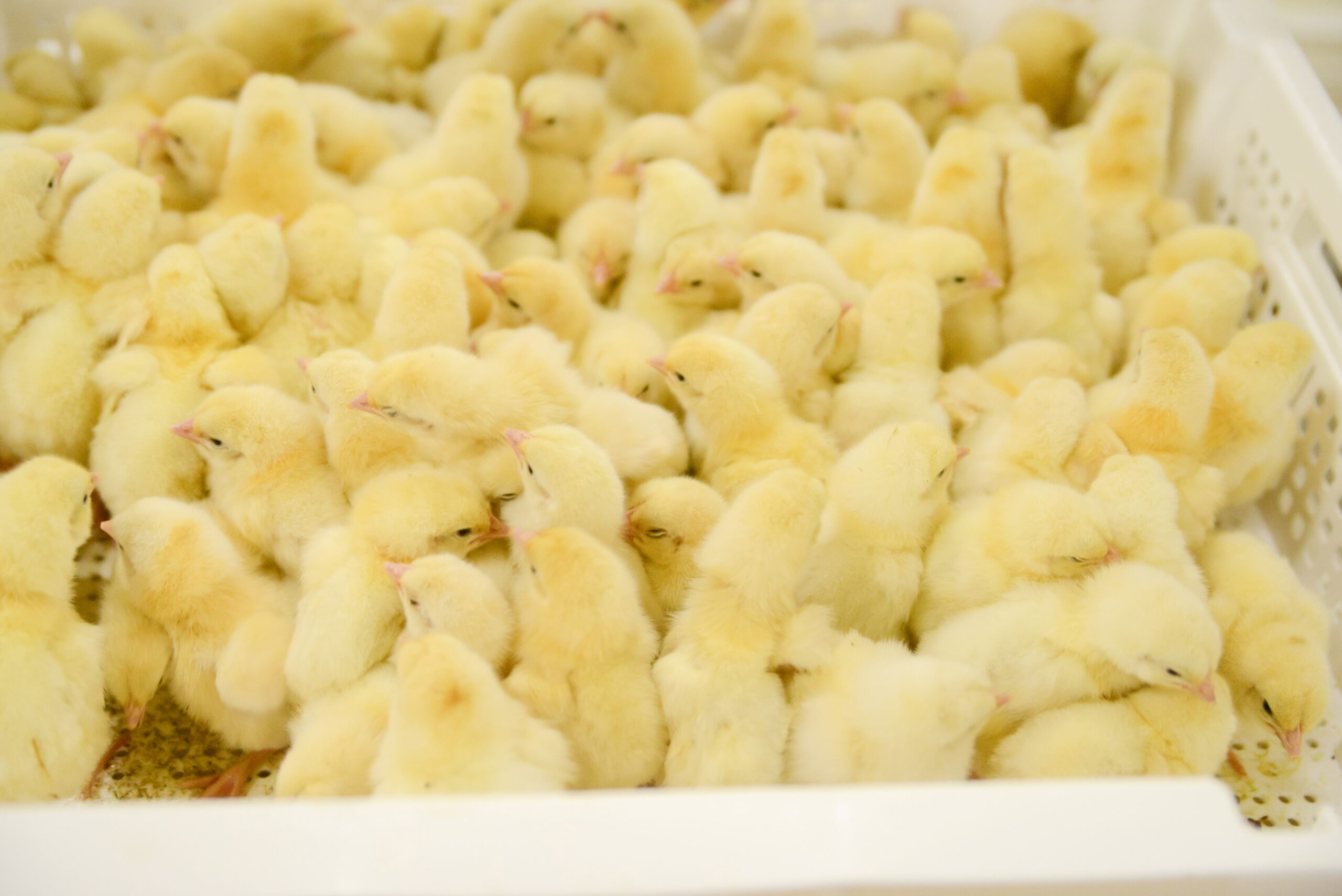 Accordion Image for Mobile